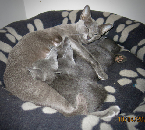 Kittens at 5 weeks